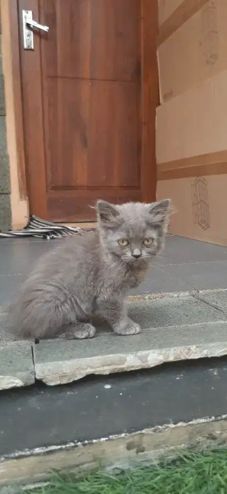 Adopsi kitten usia 2 bulan