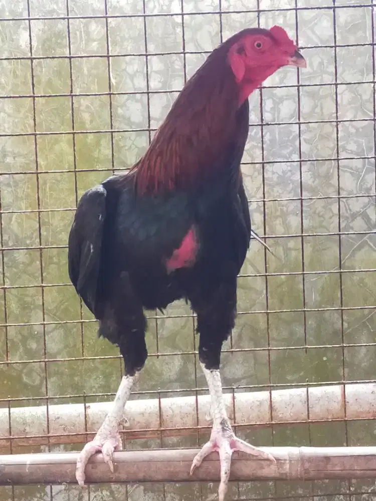 AYAM PAKHOY MANGON KOYNGON