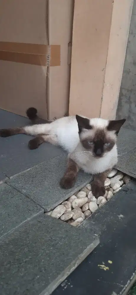 Adopsi Kucing himalaya usia 1 tahun