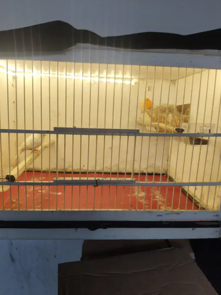 2 ekor kenari betina + box sudah ada lampu siap ternak
