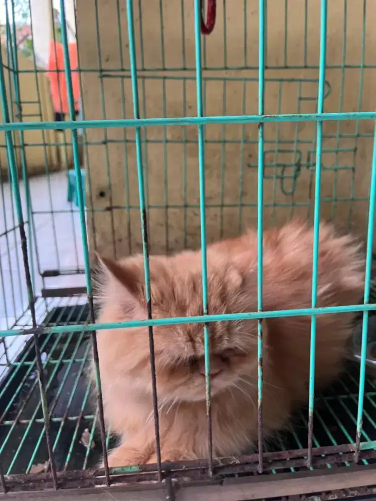Dijual kucing persia