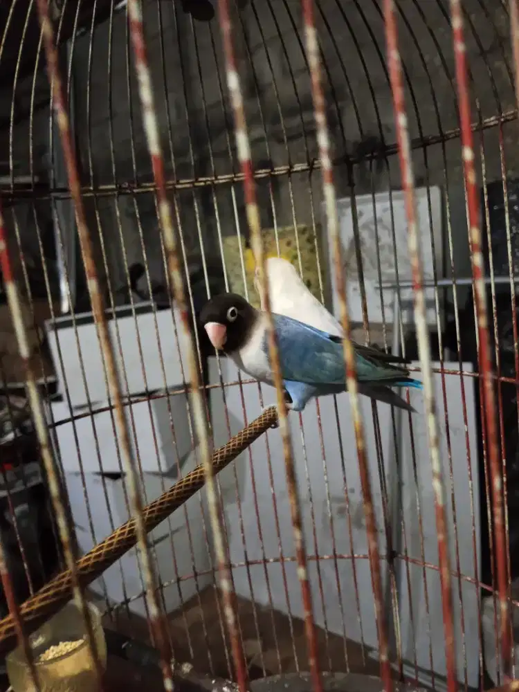 Jual satset sepasang kepantau kawin mau nernak gaada kandangnya