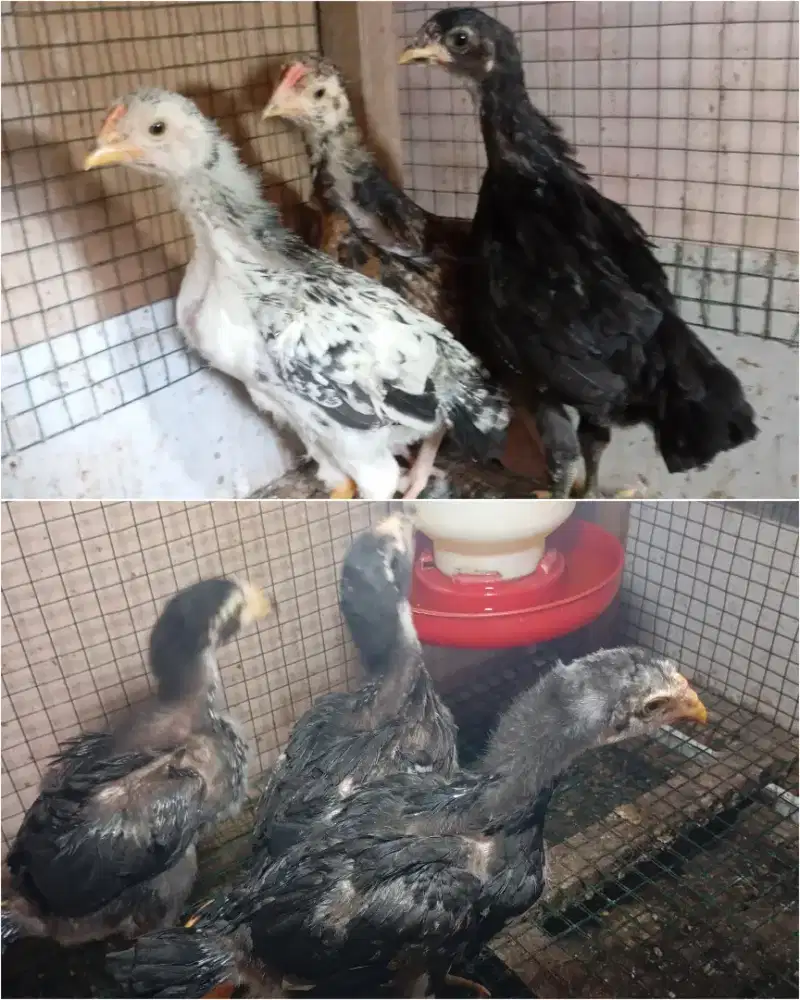 Ayam kampung anakan super