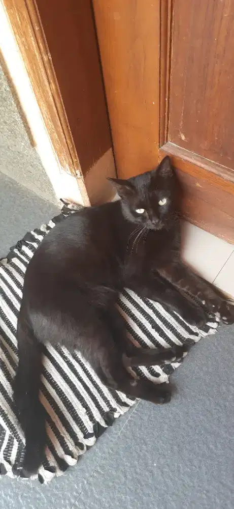 Adopsi kucing hitam usia 1 tahun