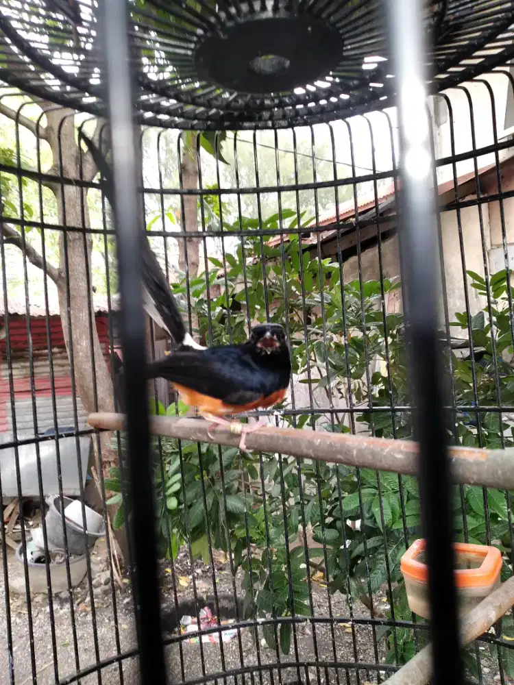 Burung murai batu Aceh