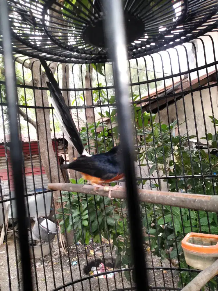 MURAI BATU ACEH JANTAN.