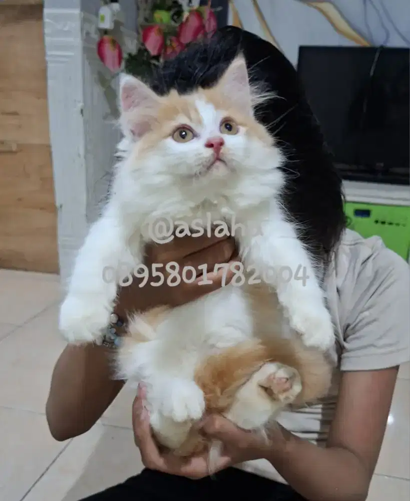 Anak kucing anggora/kitten persia  betina/kucing flatnose betina