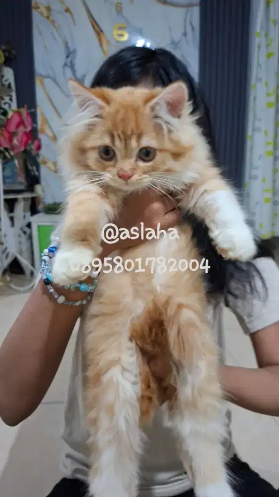 Anak kucing anggora/kitten persia flatnose /kucing persia jantan