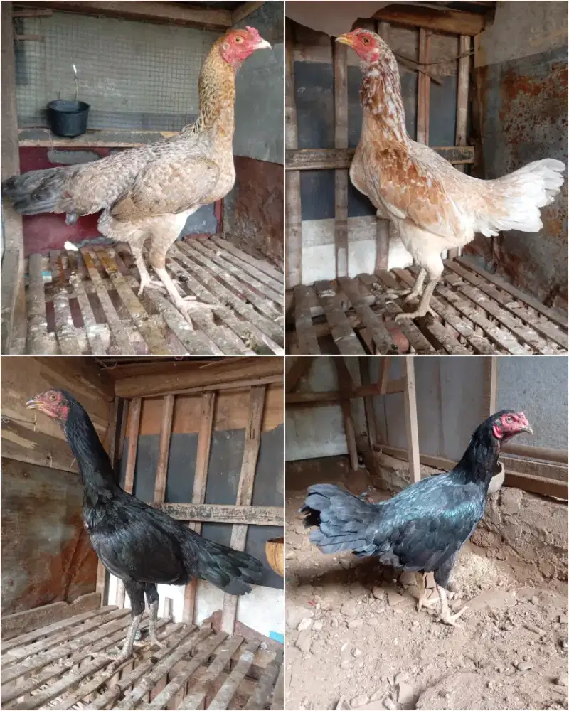 Ayam kampung betina biang