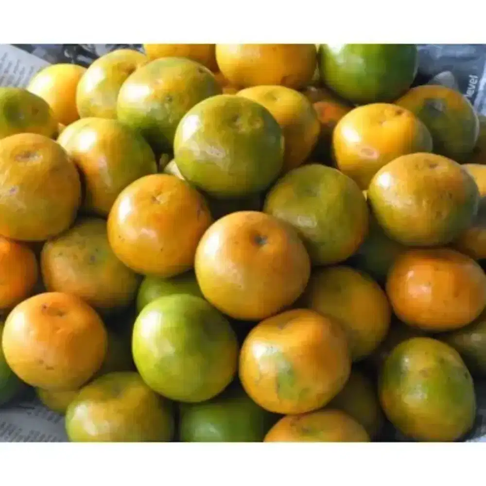 JAGA STAN JERUK PERAS JAKARTA