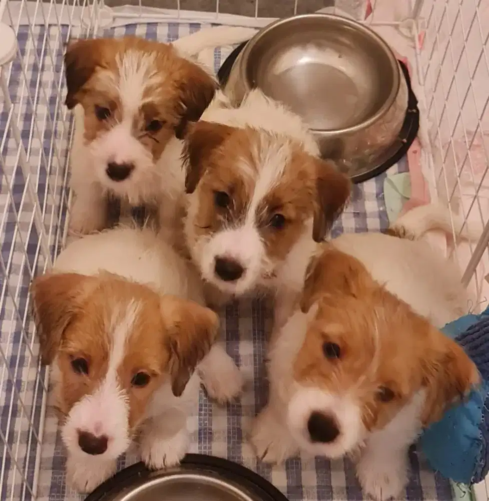 Jack russel 2 jantan 2 betina