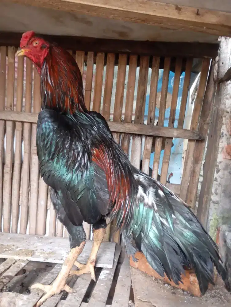 Ayam bangkok jantan jago pacek
