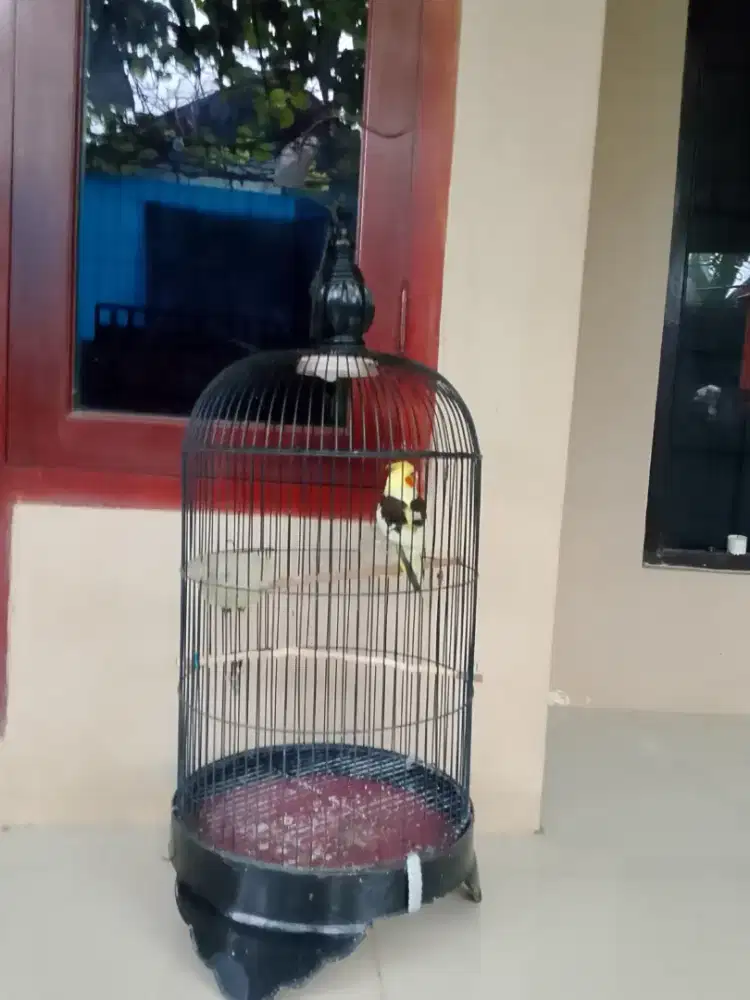 Falk fullset & 9 hamster