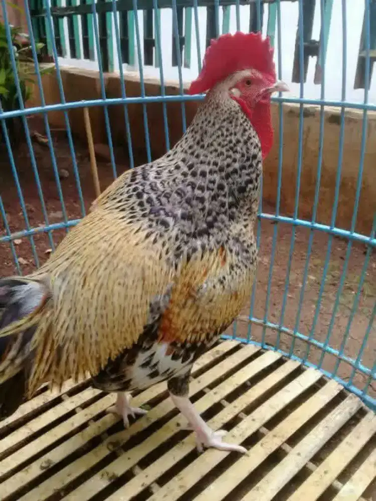 Ayam Bekisar wido kembang (silangan ayam hutan hijau x betina kampung(
