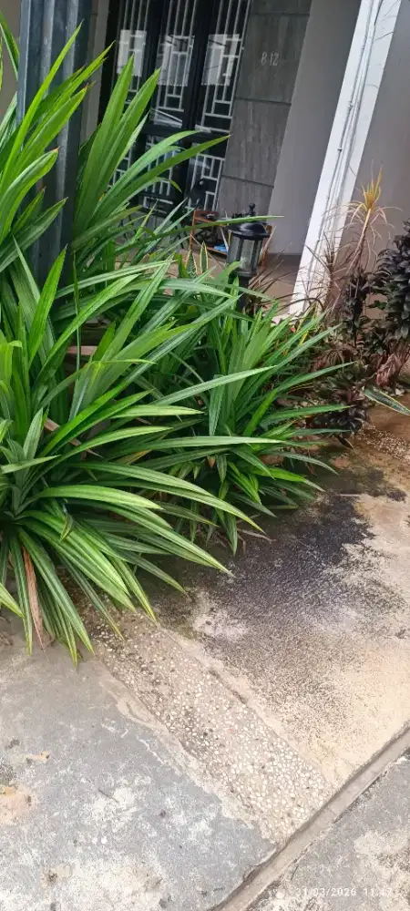 Cari art BSD tangerang harian