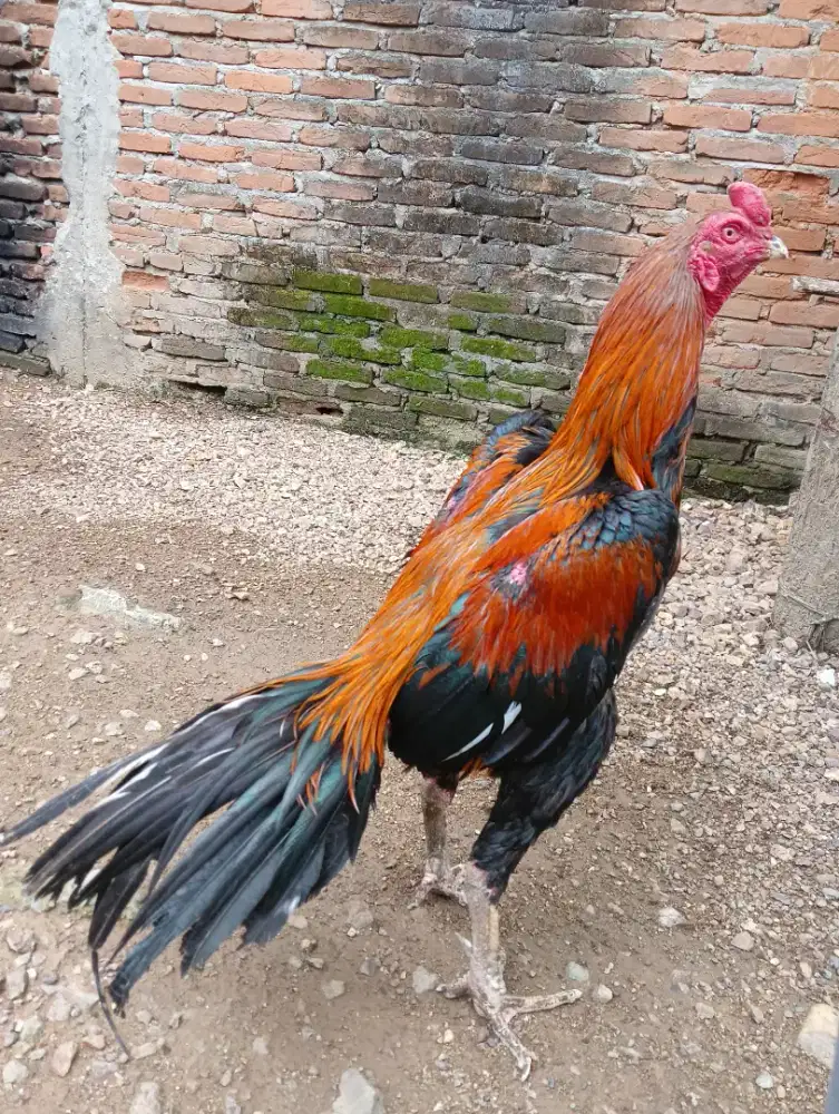 Jual Sepasang AYAM