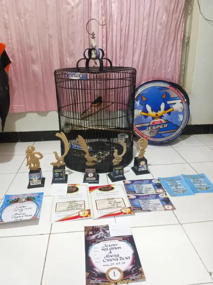 Murai hutan prestasi