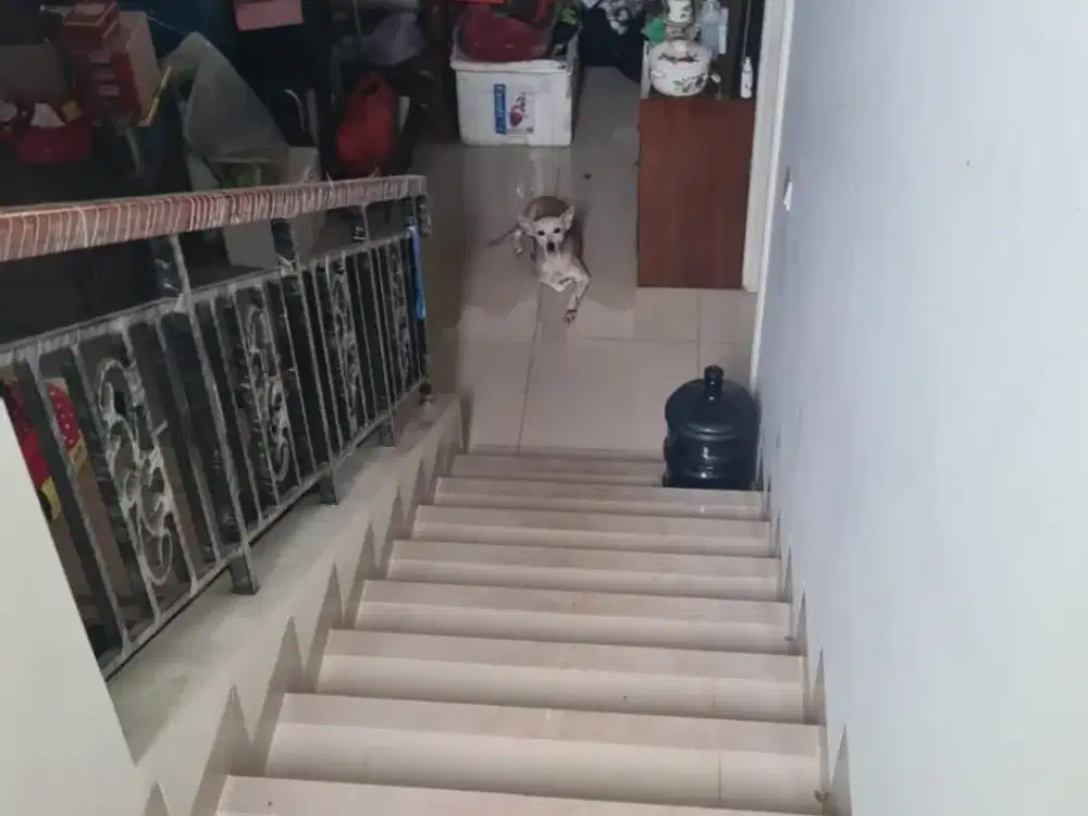 Rumah Lebar 9 The Spring Cluster Flamingo Gading Serpong, Tangerang