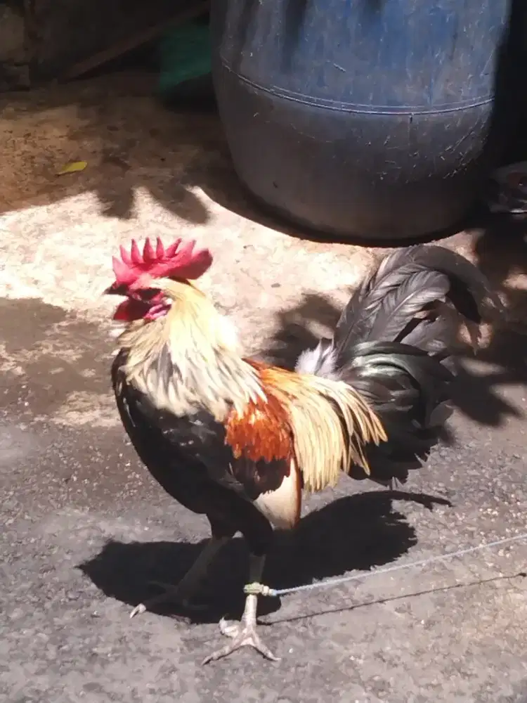 Ayam ketawa Durasi Panjang