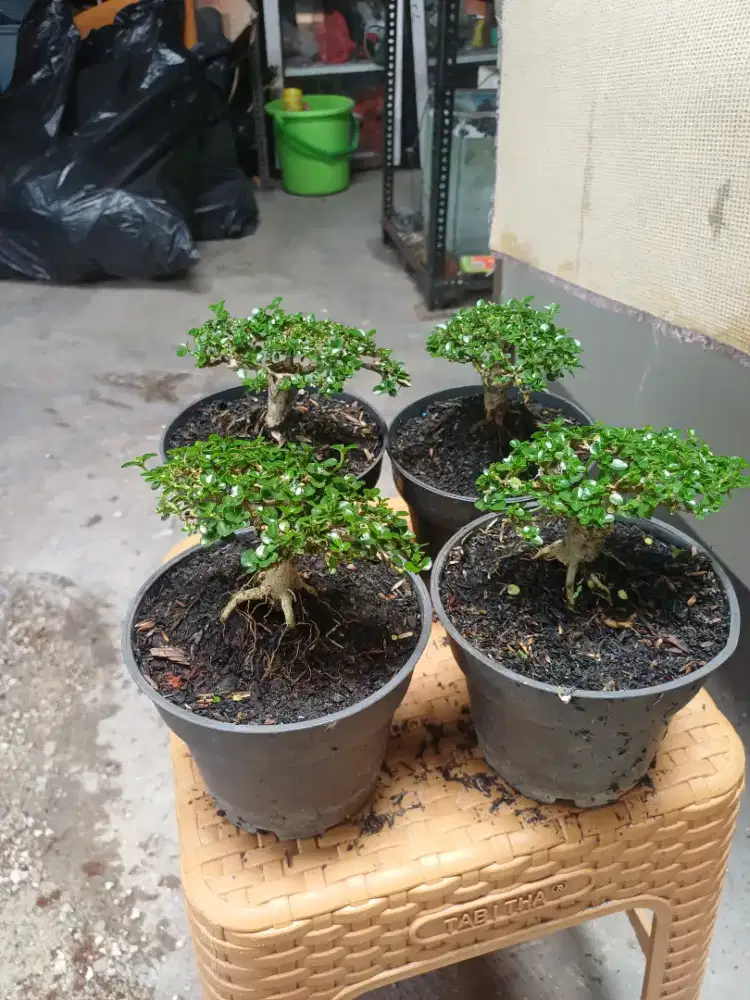 dijual bonsai sancang