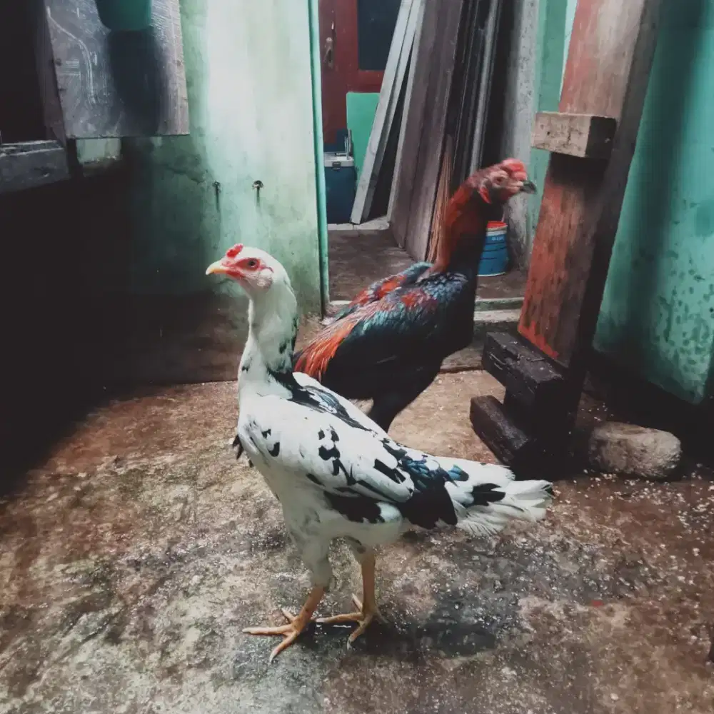 Sepasang ayam Bangkok shamo