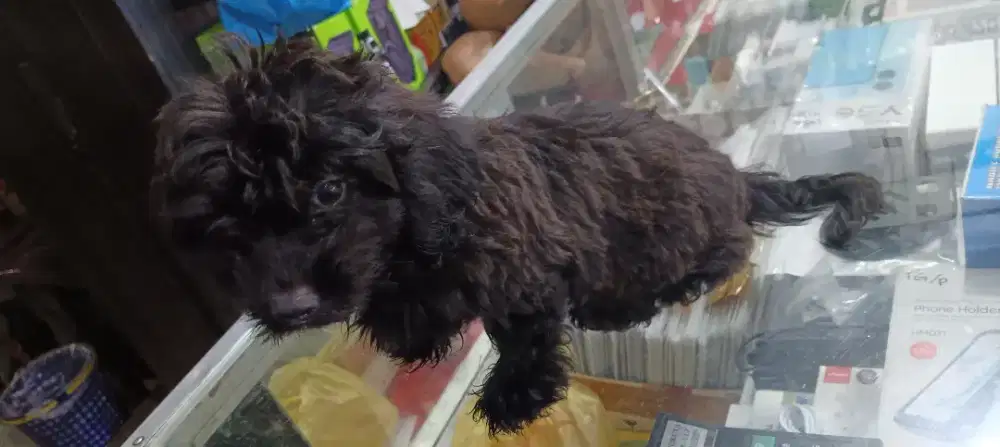 Baby dooggie bulu boneka