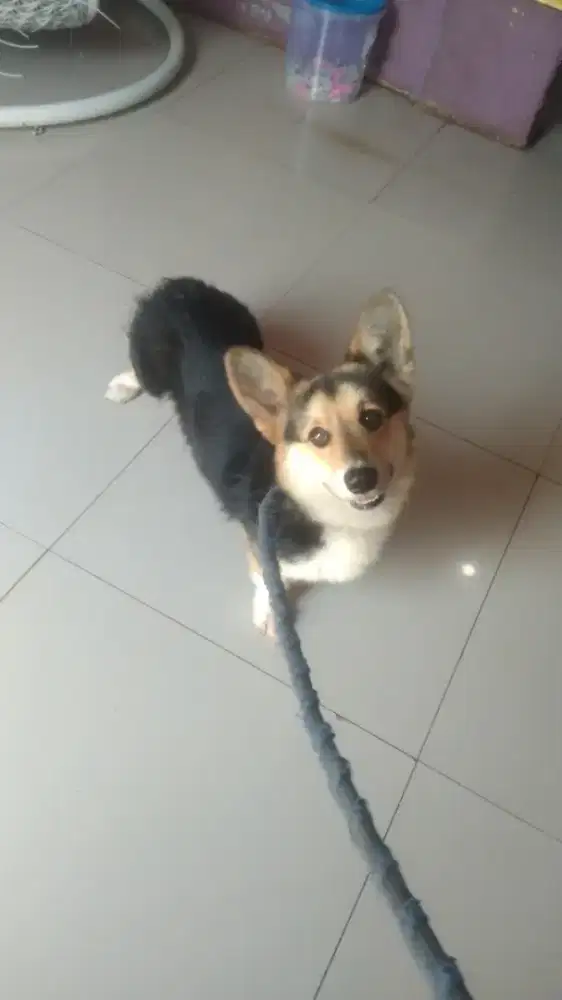 wels corgi / corgi jantan 10 bulan