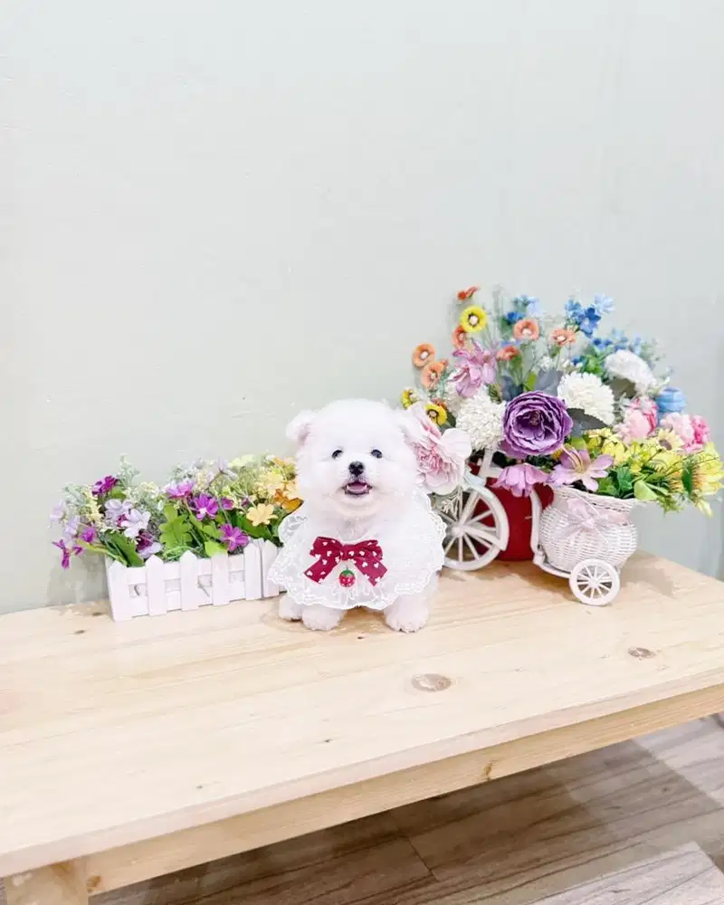 Female korean mini bichon frise kaki cebol bulu super tebal dan padat