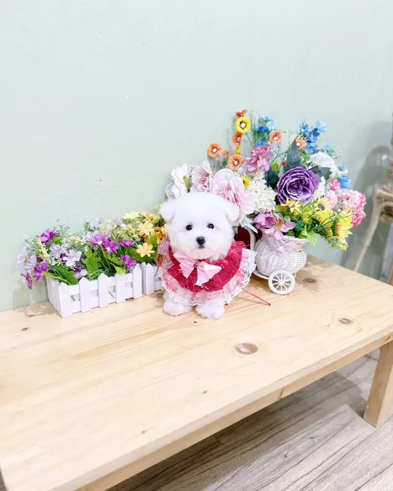Female korean mini bichon frise super cute imut bloodline import korea