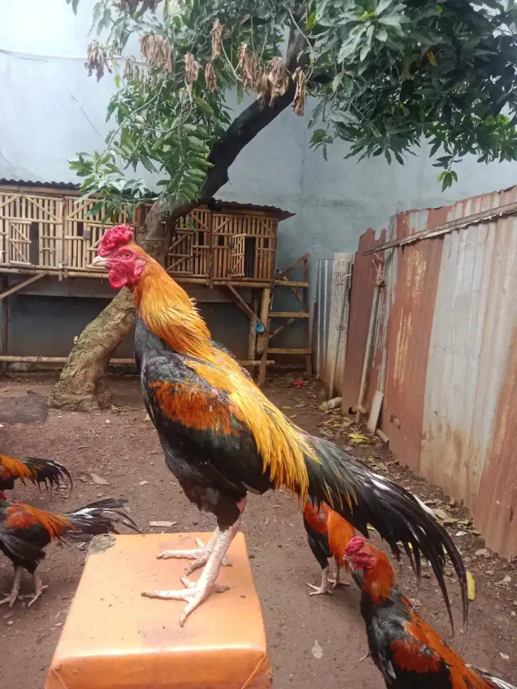 ayam bangkok 9 bulan