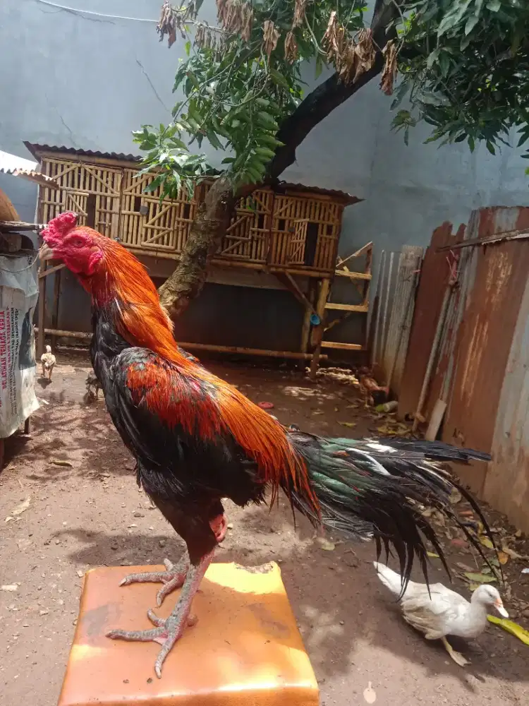 ayam bangkok 9 bulan