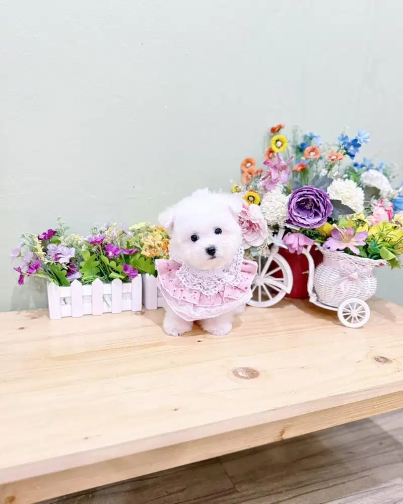 Korean mini bichon frise super cute kaki cebol bloodline import korea