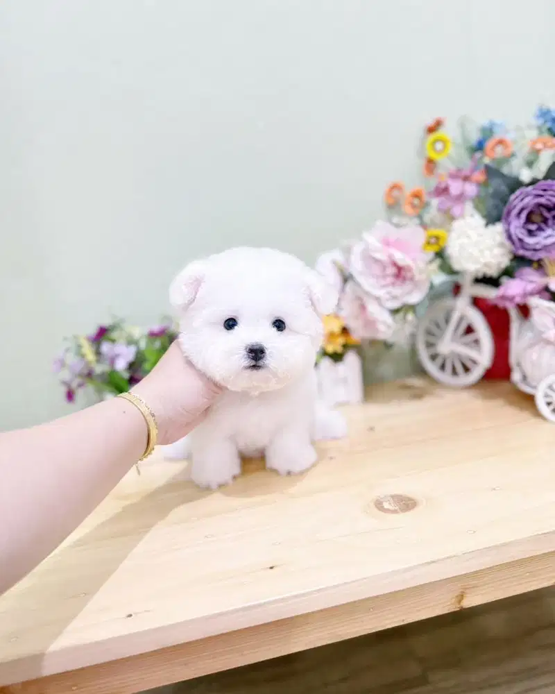 Korean mini bichon frise male super imut kaki cebol bloodline korea