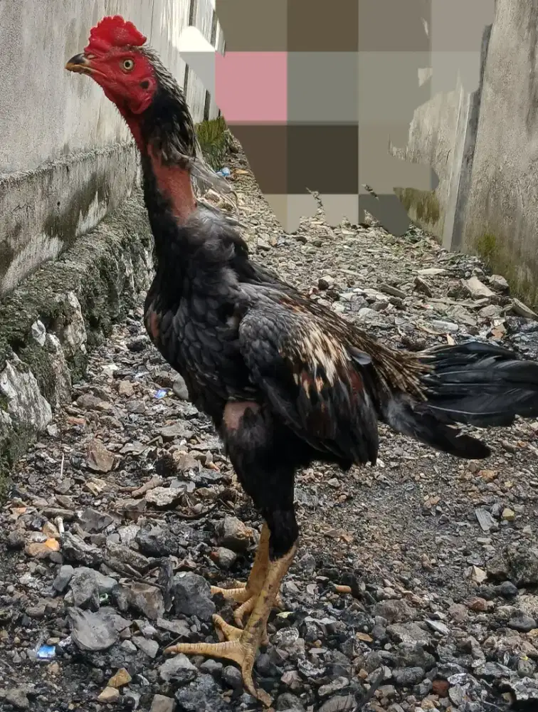 Pama iq muda baru bisa berkokok