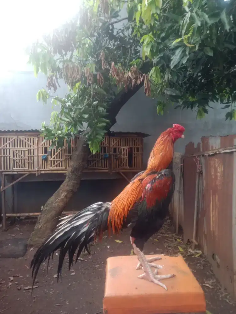 ayam bangkok 9 bulan