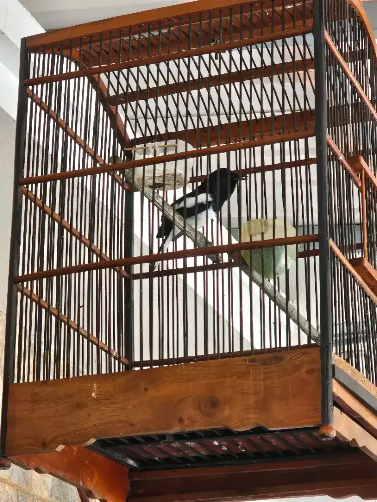 Kacer Jabar gacoor fullset