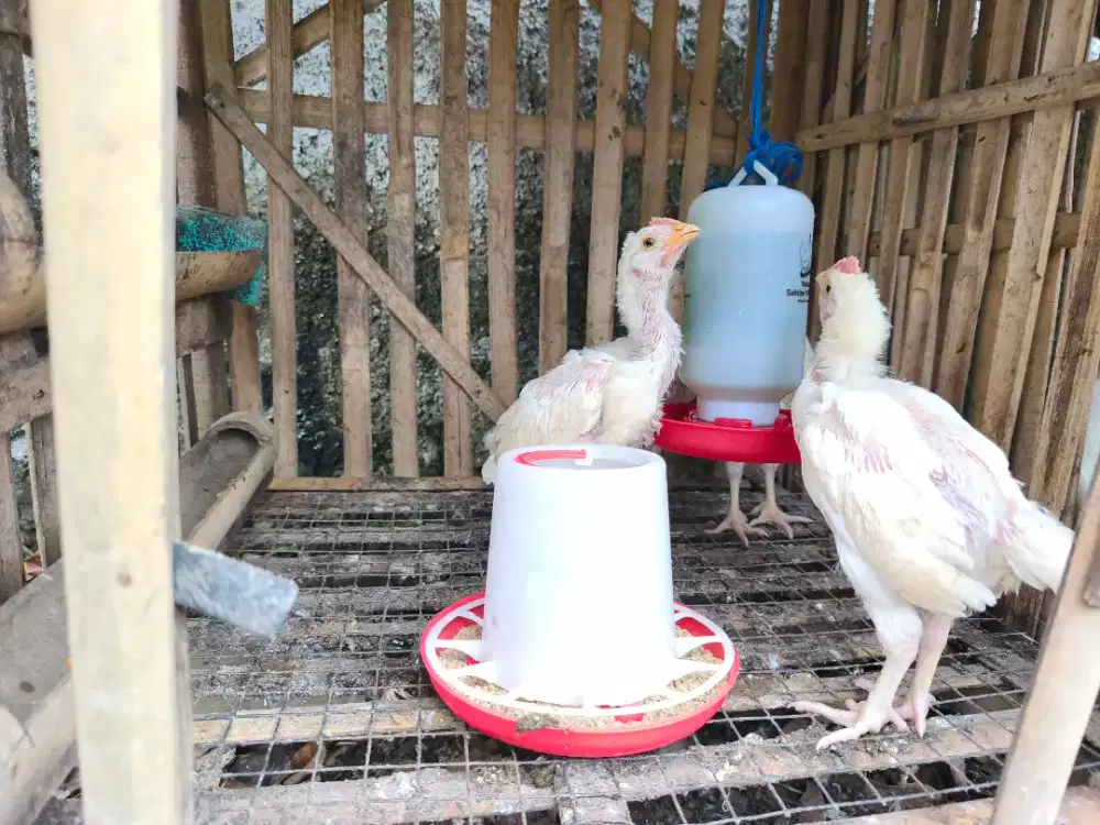 Anakan ayam pelung putih