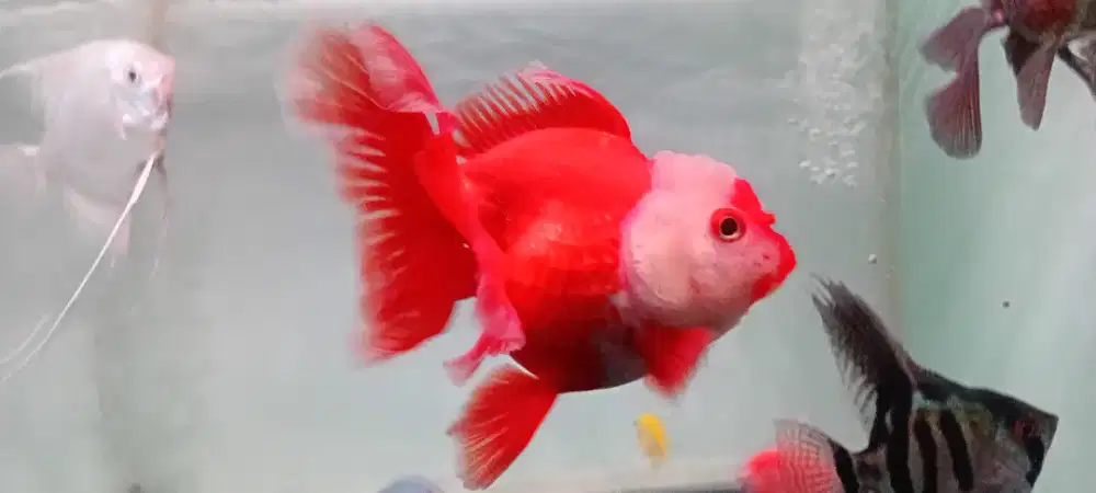 Maskoki oranda panda dan rw