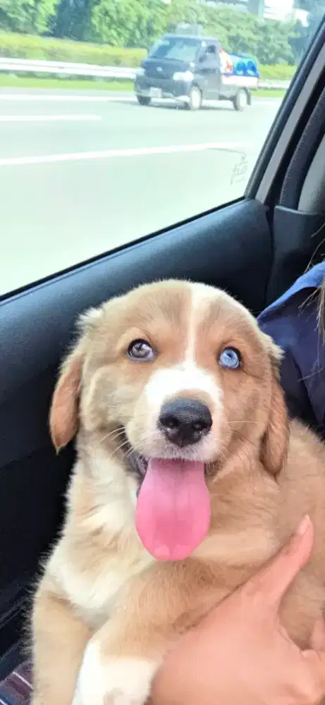 Dijual anjing Corgi mix