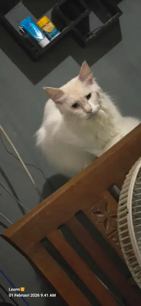 mainecoon white solid 17 bulan perawan