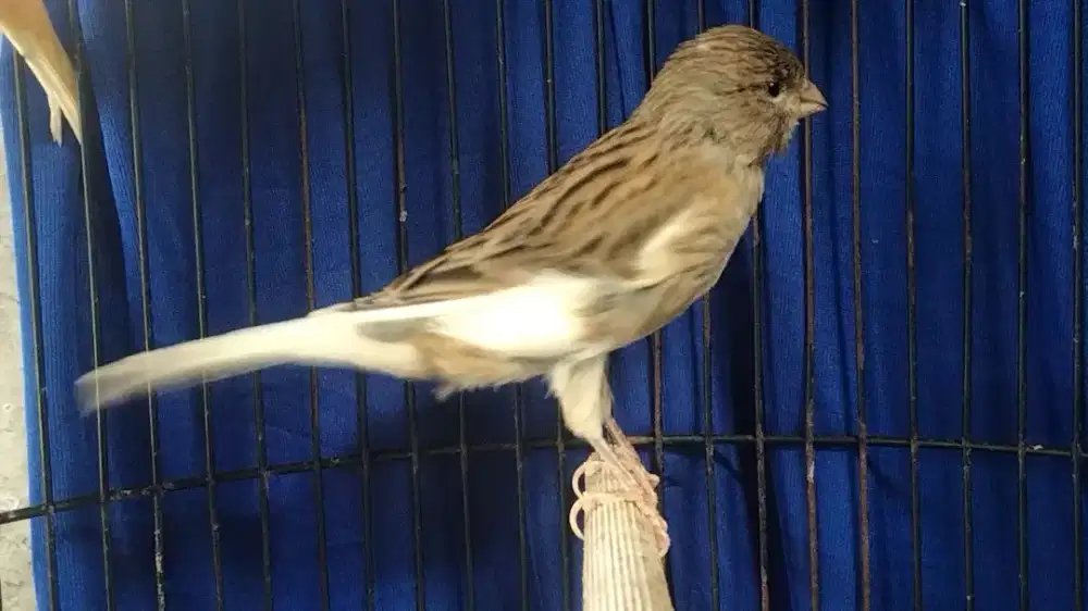 Kenari f1ys betina dara siap