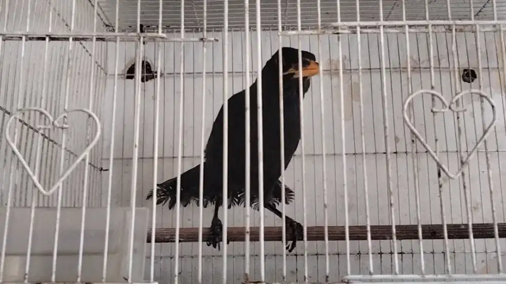 Burung ciung Wanara / batu