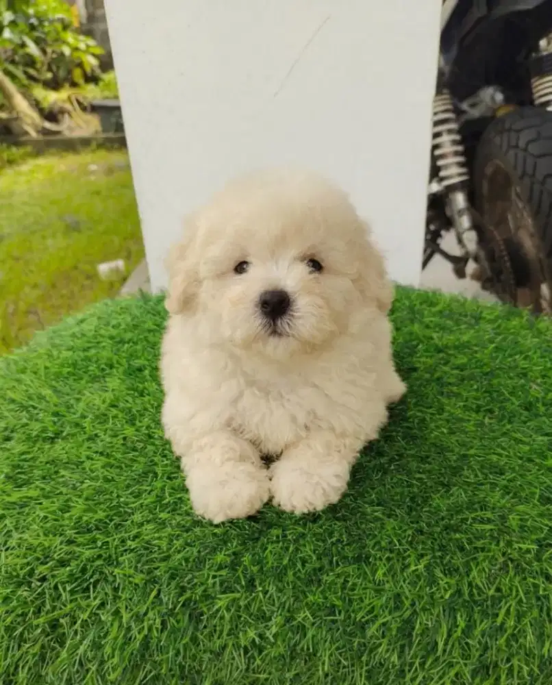 TOY POODLE JANTAN LIGHT APRICOT