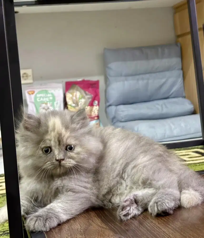 Peaknose X norwegian betina 2,5bln