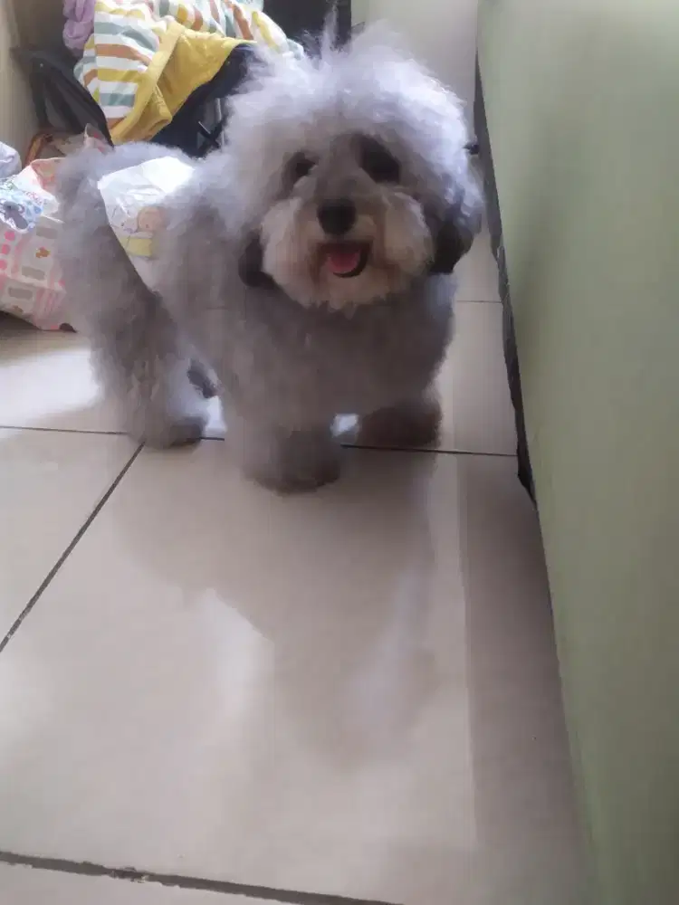 Silver poodle jantan