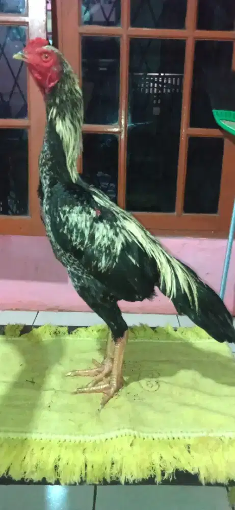 Ayam bangkok janggaran Jalak