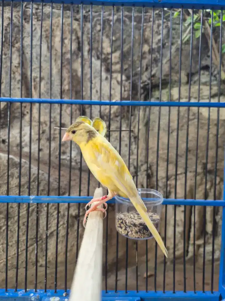 Kenari F1sf x Lokal Super