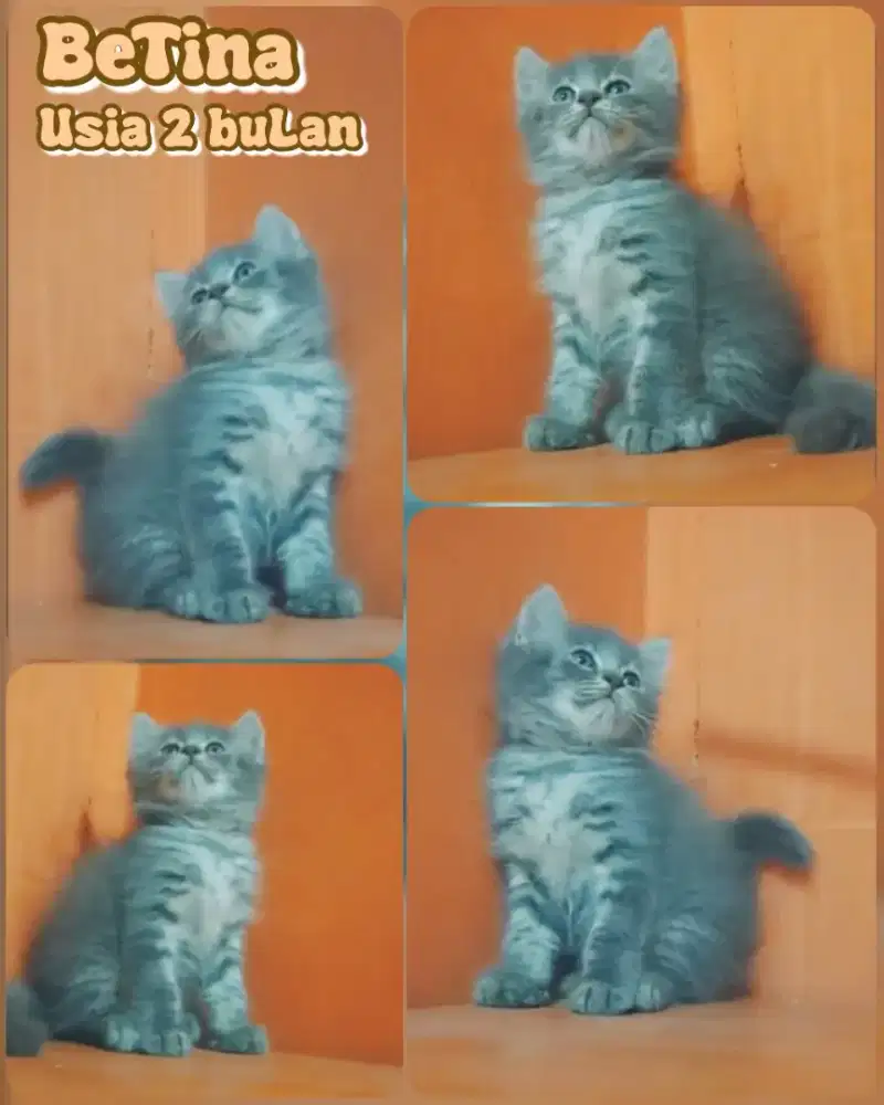 Betina mungil usia 2 bulan warna manis blue tabby abu abu