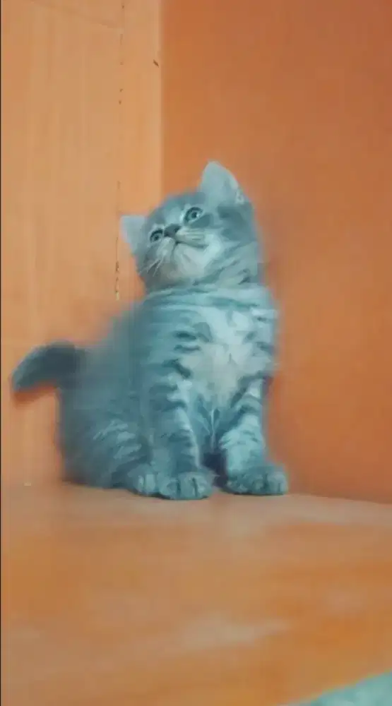 Betina mungil manis warna blue tabby udia baru aja 2bulanan