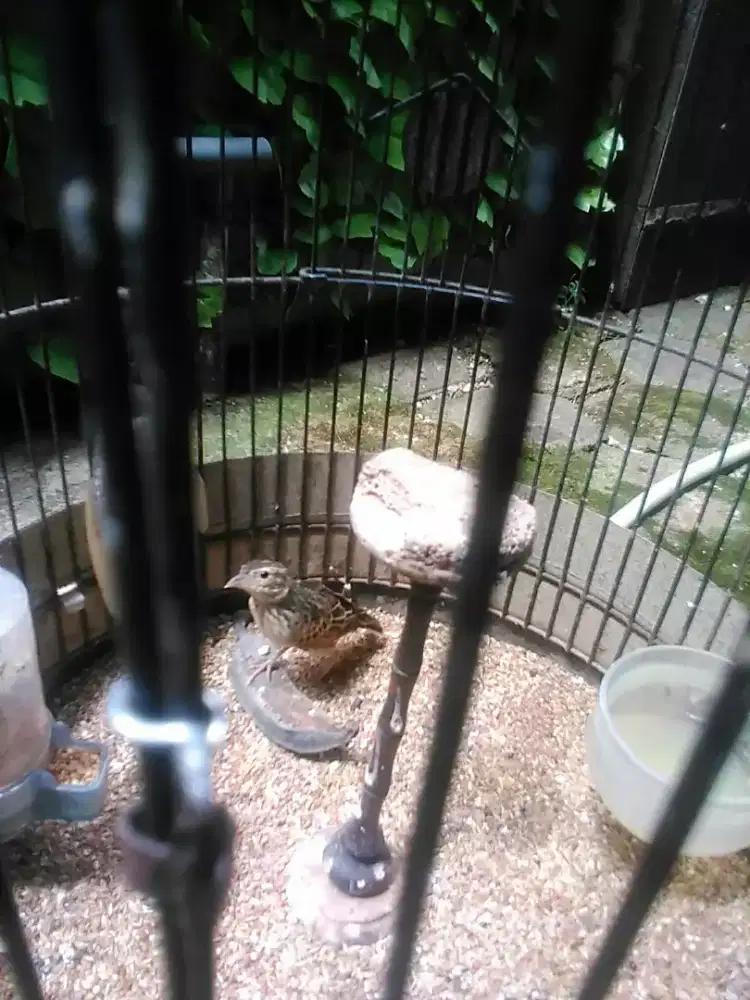 Branjangan parva full set